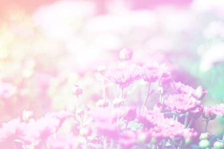 Planting Seeds of Intention: Synchronizing Your Manifestation with the New Moon