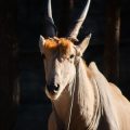The Ultimate Guide to Taurus: Personality, Strengths, and Weaknesses