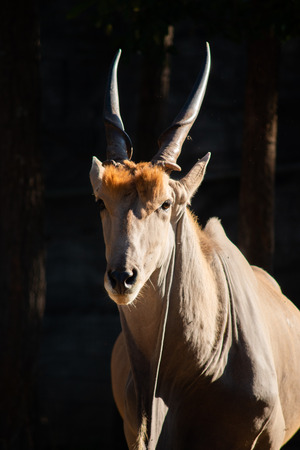 The Ultimate Guide to Taurus: Personality, Strengths, and Weaknesses