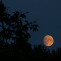 New Moon Intentions: Rituals and Manifestations for Every Sign