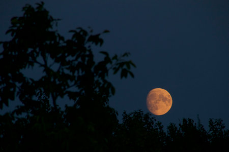 New Moon Intentions: Rituals and Manifestations for Every Sign
