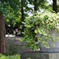 Bringing the Outdoors In: Indoor Plant Decor and Biophilic Design for American Homes