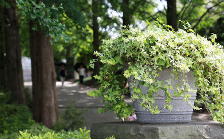 Bringing the Outdoors In: Indoor Plant Decor and Biophilic Design for American Homes